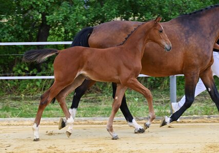 Preisspitze von Uriko (PZV)