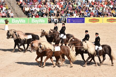 Foto: Pferdefotografie Fabisch