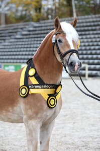 KopfNr. 111 Amadeo | Foto: D. Matthaes