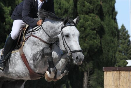 Wie lässt sich der Sprungablauf analysieren? Zu diesem Thema wurde eine Dissertation eingereicht. Foto: Petra Eckerl/AdobeStock Wie lässt sich der Sprungablauf analysieren? Zu diesem Thema wurde eine Dissertation eingereicht. Foto: Petra Eckerl/AdobeStock