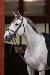 DSP Emrado D hat sich in den letzten Wochen in die Herzen vieler gesprungen. | Foto: Leonie Wolff DSP Emrado D hat sich in den letzten Wochen in die Herzen vieler gesprungen. | Foto: Leonie Wolff