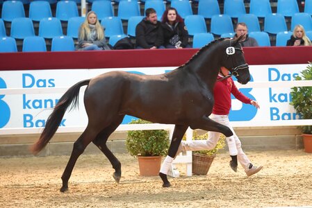 PBM Pfefferle stellte einen gekörten Sohn des Global Player. | Foto: Bischoff PBM Pfefferle stellte einen gekörten Sohn des Global Player. | Foto: Bischoff