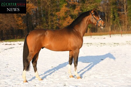 Der Reservesieger der Trakehner Körung 2022, Rockingham, ein Enkel der unvergessenen Renaissance Fleur, absolvierte den Sporttest Dressur in München mit der höchsten Gesamtbewertung der  angetretenen Dressurhengste. | © Bischoff
