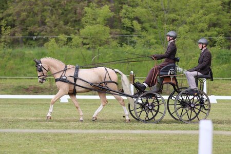 Monika Hallasch siegt mit Pony Golden Brandy im CAI3* | © Herbert Rauser 