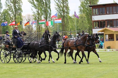 Michael Brauchle mit seinem Vierspänner in Kladruby nad Labem.  | © Herbert Rauser
