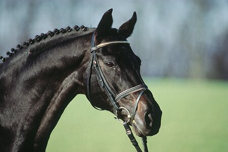 Heraldik: Erfolgreicher Vererber des Gestüts Birkhof, dessen Nachkommen in Sport und Zucht geschätzt sind. | © Archiv Gestüt Birkhof