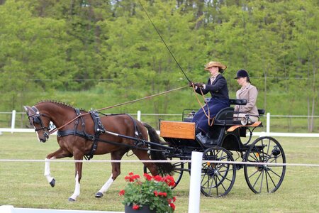 Anna Genkinger mit Bella Donna in der Dressur | © Herbert Rauser (Archiv)