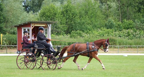 Edwin Kiefer entscheidet die Dressurprüfung für sich.  | © Herbert Rauser