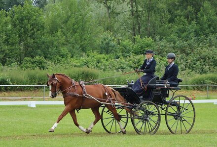 Luisa Dietrich wird Zweite in der Dressurprüfung der Zwei-Sterne-Prüfung der Pony-Einspänner. | © Herbert Rauser