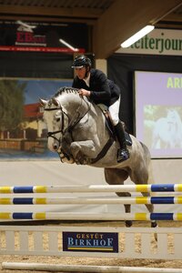 Arezzo Man überzeugte bereits bei der Hengstpräsentation in Marbach. | © D.Matthaes (Archiv)
