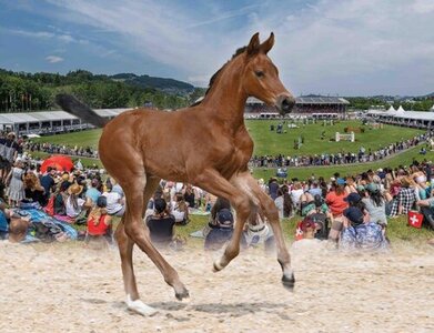 Trotz widriger Wetterbedingungen wurde die Premiere der Fohlenauktion in St. Gallen zu einem vollen Erfolg. | © Archiv Pferdezuchtverband Baden-Württemberg