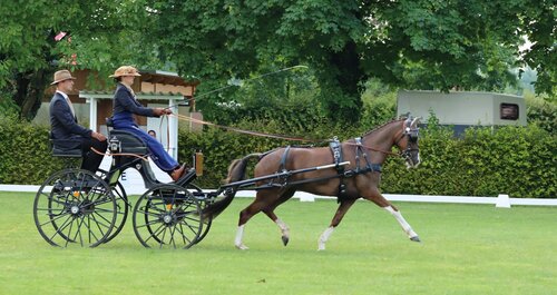 Anna Genkinger mit Beifahrer, ihr Schwager Steffen Brauchle, und Pony Bella Donna. | © Herbert Rauser