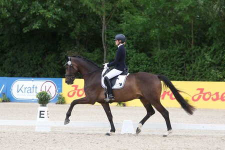 Snickers, hier bei den Landeschampionaten 2023, wurde in diesem Jahr gefeierter Champion der vierjährigen Wallache und Stuten. | © Doma