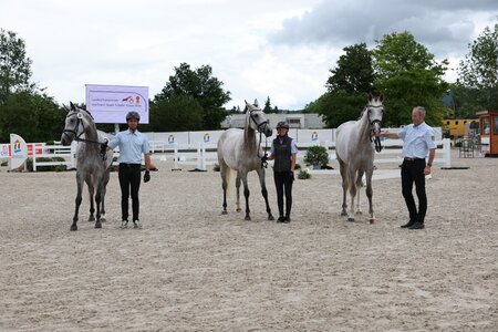 Blutgeprägte Schimmelstuten beim Familienwettbewerb. | © D. Matthaes