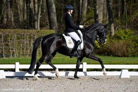 Claudia Rassmann und Tiffany siegten in der ersten Güglinger S-Dressur. | © Archiv: Dill