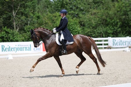 DSP Dimanche Royal, hier in Weilheim am vergangenen Wochenende, konnte sich mit seiner Reiterin zum Sieg tanzen. | © Doma
