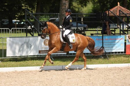 Bei den Ponys vorne: Roxy Wein mit  Dimacci | © D. Matthaes
