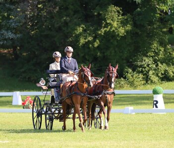Siegreich in der Dressur: Claudia Gschwind | © Rauser
