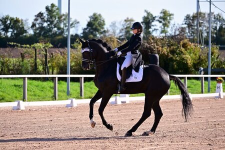 Julia Bögner und Hengst Quinn VR sichern sich Gold | © Dill (Archiv)