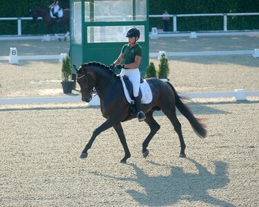 Der westfälische Hengst Alvarinho GV war am frühen Dienstagmorgen der erste Starter, der sich bei den Siebenjährigen für die WM in Ermelo qualifizieren konnte.  | © Hartwig