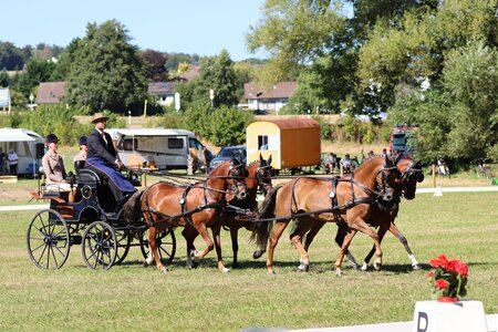 Steffen Brauchle schnappte sich den Sieg in der Dressurprüfung der Pony-Vierspänner. | © Herbert Rauser