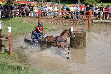 Anna Genkinger hatte die Nase bei den Einspännern heute vorne. | © Herbert Rauser