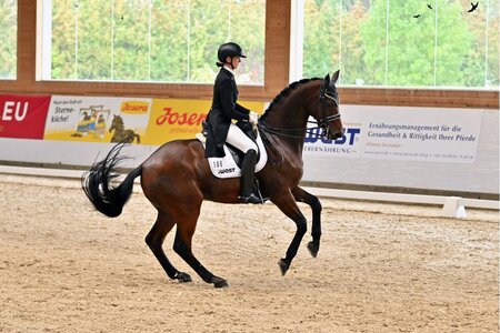 Corinna Peter mit Hengst Royal Universe | © Dill (Archiv)