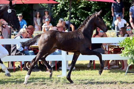 Valentine avancierte in Riedlingen zur Preisspitze. | © D. Matthaes