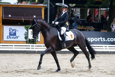 Dante's Sunrise siegt in der Finalqualifikation fünfjährige Dressurpferde. | © LL-Foto