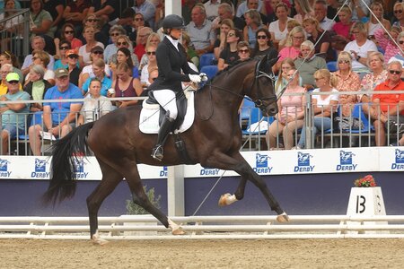 Zodiak galoppierte bei den dreijährigen Stuten und Wallachen direkt ins Finale. | © Bischoff