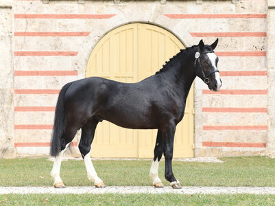 Am 12. Oktober findet der Tag des Altwürttemberger Pferdes in Marbach statt. | © Gille 
