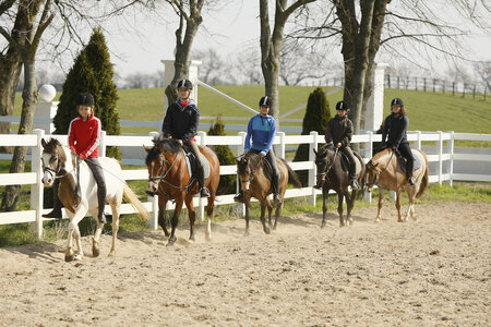 Am 21. November findet eine Schulpferde-Ausbildertagung in Schopfheim statt. | © Lafrentz