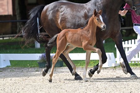 Die Preisspitze der DSP-Auktion auf dem Fichtenhof stellte Va Bene. | © Bernd Neff