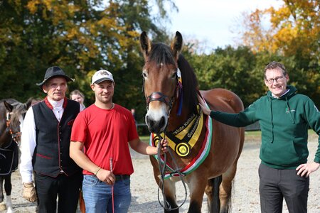 Madria avancierte in Laupheim zur Gesamtsiegerstute. | © Knisel-Eberhard