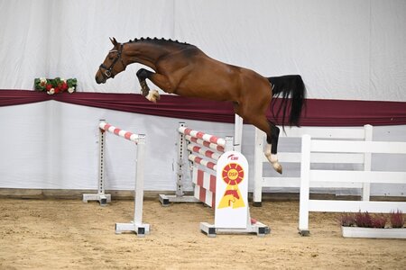 Ein Sohn von Heartbreaker ist für die DSP-Hengsttage zugelassen. | © Hubert Fischer Ein Sohn von Heartbreaker ist für die DSP-Hengsttage zugelassen. | © Hubert Fischer