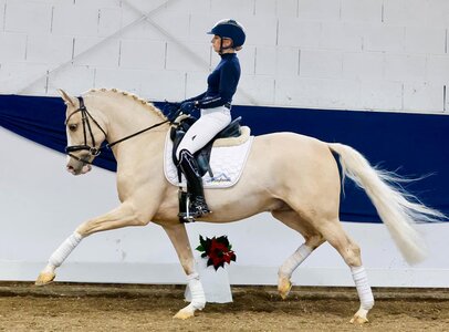 Die Nummer 1 der Kollektion avancierte mit einem Zuschlagspreis von 34.500,00€ zur Preisspitze, der fünfjährige Palominohengst Dream in Gold AT NRW | © Ponyforum GmbH