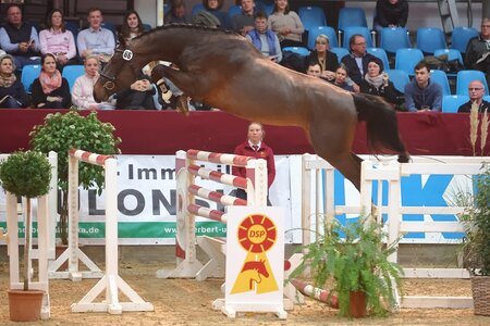 Zum Siegerhengst Springen kürte die Körkommission den Sohn des Kanbalou – Pessoa VDL .  | © Bischoff