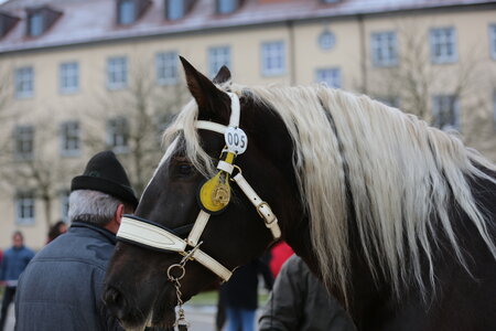 Frieda setzte sich beim Kalten Markt in Ellwangen durch. | © Knisel-Eberhard