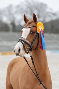 Crown Callaghan erhielt ein positives Körurteil. | © D. Matthaes