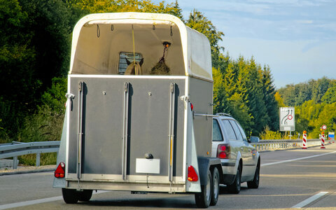Beim Pferdetransport ist so einiges zu beachten. | © Adobe Stock (Archiv)