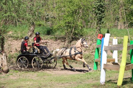 Für Monika Hallasch und Golden Brandy lief der heutige Marathon sehr gut, was zu einem tollen zweiten Platz in der 3*-Wertung der Ponyfahrer führte.  | © Herbert Rauser