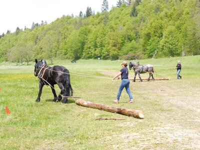 Am 10. Mai können in Marbach Rückepferde live erlebt werden. | © Andrea Klemer