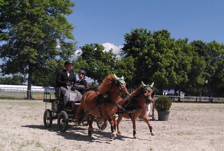 In Rot am See findet am 4. Mai ein Fahrturnier statt. | © RFV Rot am See