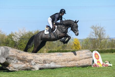Preisspitze wurde die KN 2 Chac - Boom | Wallach *2021 v. Charthago Blue - Quidams Rubin  | © Robert Kraft