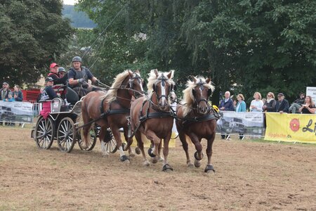 Die PferdeStark findet 2025 wieder statt. | © Tendler (frei)