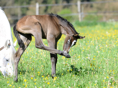 Beim Haupt- und Landgestüt Marbach werden in den Pfingstferien so einige Aktivitäten angeboten. | © Stephan Kube (frei)