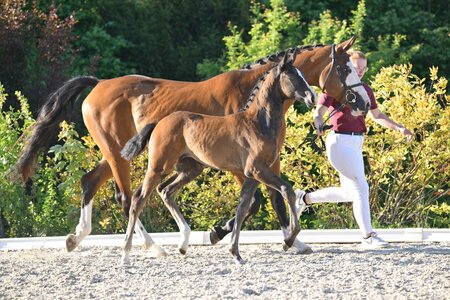Ein Nachkomme von Zirocco Blue avancierte in Winterlingen zur Preisspitze. | © frei