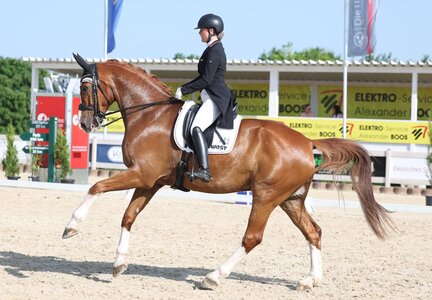 Romina Nieberle und Free Willy setzten sich in der Intermediaire I von Winterlingen des iWEST Dressur Cups durch. | © Roger Müller