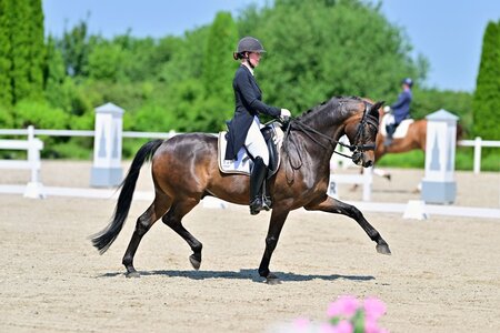 Fiona Serafina Lukas und Aragorn siegten zum Abschluss in der S***-Dressur von Illertissen. | © Dill