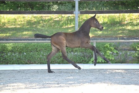 Zur Preisspitze avancierte „Celine“, eine Tochter des Cellestial aus einer Staatsprämienstute von DSP-Elitehengst Askari. | © Björn Schröder